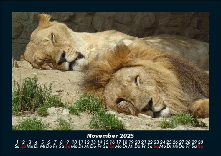 Produktbild: Tiere in der Wildnis 2025 Fotokalender DIN A5