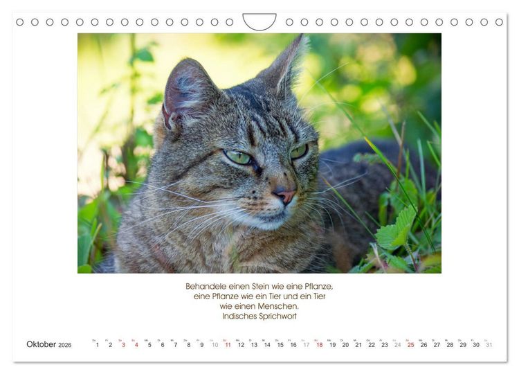 Produktbild: Der Tierkalender mit Zitaten, Weisheiten und Spr&uuml;chen (Wandkalender 2026 DIN A4 quer), CALVENDO Monatskalender