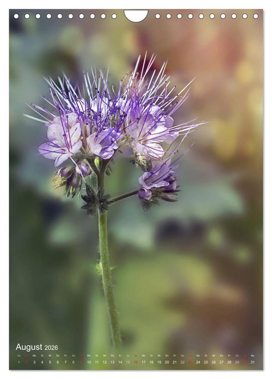 Produktbild: NATUR PUR Kleine Blumen am Wegesrand (Wandkalender 2026 DIN A4 hoch), CALVENDO Monatskalender