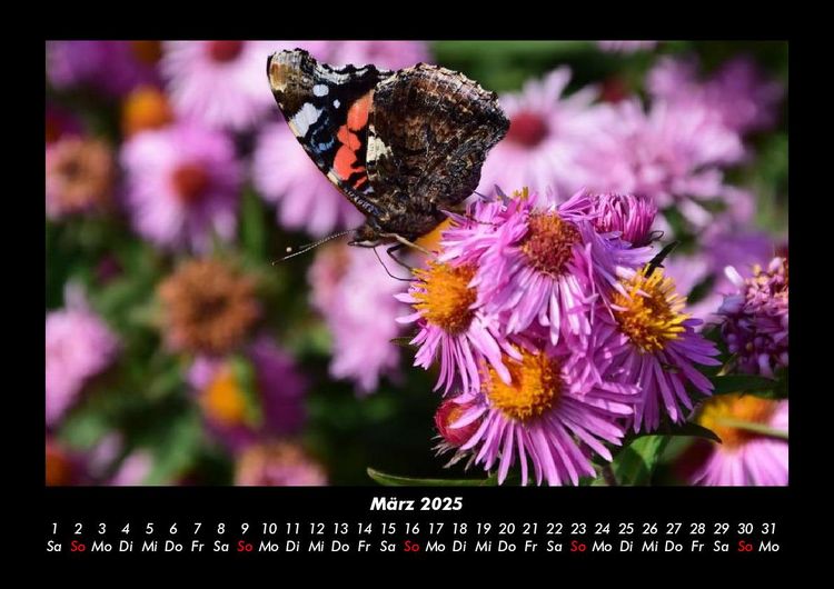Produktbild: Blumenzauber 2025 Fotokalender DIN A3