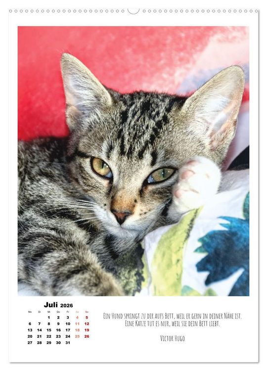 Produktbild: Stubentiger im Portrait (Wandkalender 2026 DIN A2 hoch), CALVENDO Monatskalender