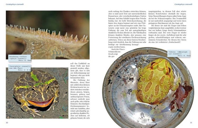 Produktbild: Schmuckhornfr&ouml;sche - Die Gattung Ceratophrys