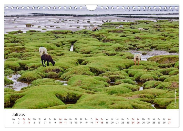 Produktbild: Halbinsel Eiderstedt - Momente der Natur (Wandkalender 2027 DIN A4 quer), CALVENDO Monatskalender