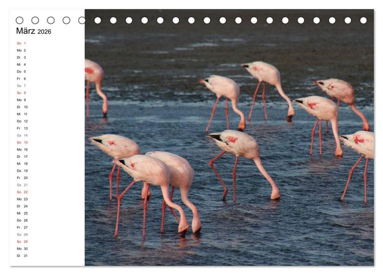 Produktbild: Namibia - Tierische Vielfalt (Planer) (Tischkalender 2026 DIN A5 quer), CALVENDO Monatskalender