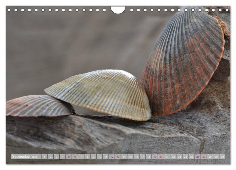 Produktbild: H&auml;user der Meere: Muscheln - Seeigel - Schnecken (Wandkalender 2026 DIN A4 quer), CALVENDO Monatskalender