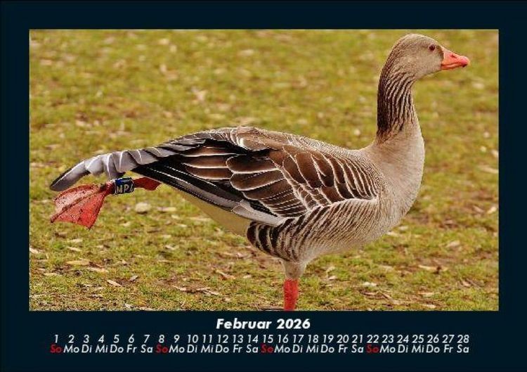 Produktbild: Welt der V&ouml;gel 2026 Fotokalender DIN A5