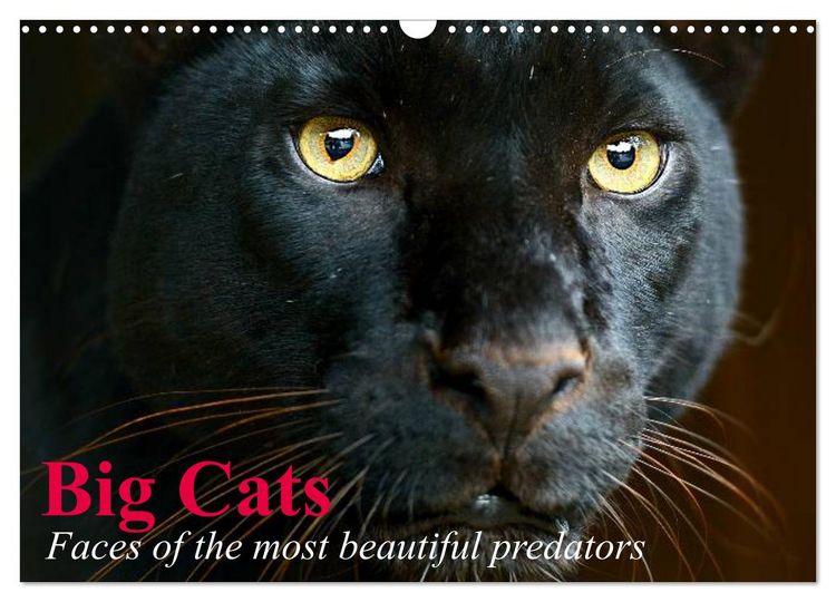 Produktbild: Big Cats &bull; Faces of the most beautiful predators (Wall Calendar 2026 DIN A3 landscape), CALVENDO 12 Month Wall Calendar
