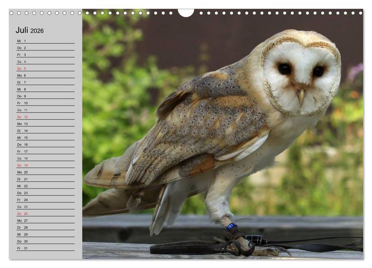 Produktbild: Eulen. Gefiederte Weisheit (Wandkalender 2026 DIN A3 quer), CALVENDO Monatskalender