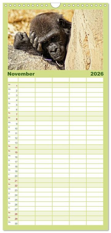 Produktbild: Familienplaner 2026 - Gorillas - Die sanften Wilden mit 5 Spalten (Wandkalender, 21 x 45 cm) CALVENDO