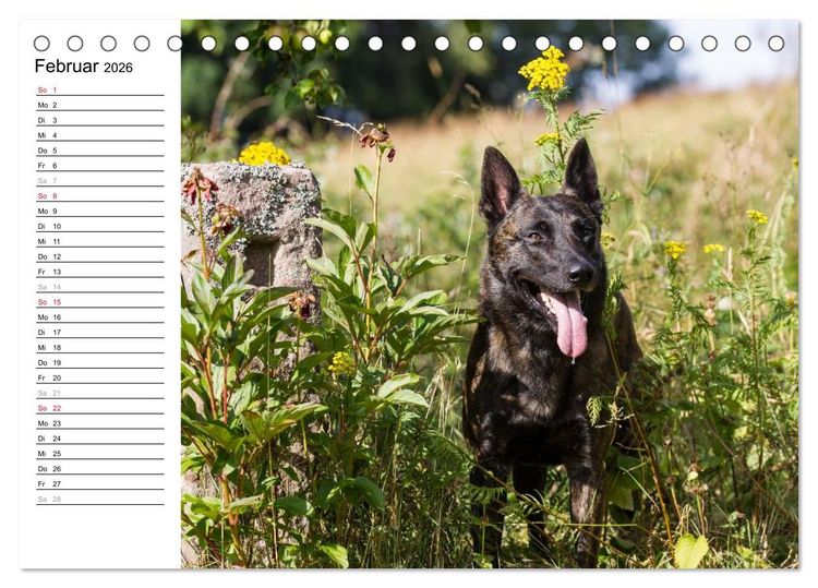 Produktbild: ausdrucksvolle Holl&auml;ndische Sch&auml;ferhunde (Tischkalender 2026 DIN A5 quer), CALVENDO Monatskalender