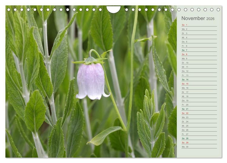 Produktbild: Liebenswerte Gl&ouml;ckchen (Wandkalender 2026 DIN A4 quer), CALVENDO Monatskalender