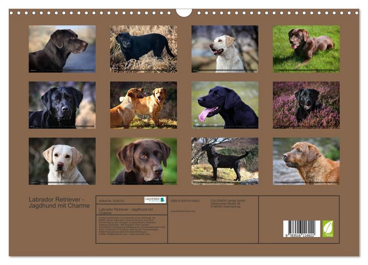 Produktbild: Labrador Retriever - Jagdhund mit Charme (Wandkalender 2026 DIN A3 quer), CALVENDO Monatskalender