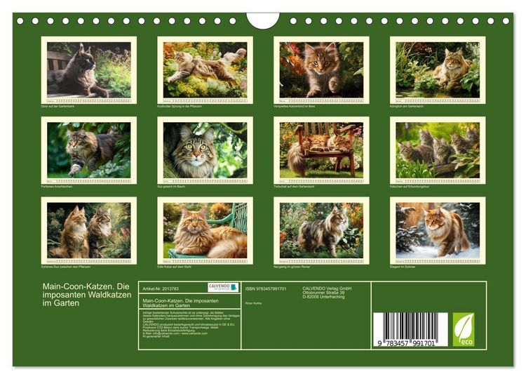 Produktbild: Main-Coon-Katzen. Die imposanten Waldkatzen im Garten (Wandkalender 2026 DIN A4 quer), CALVENDO Monatskalender