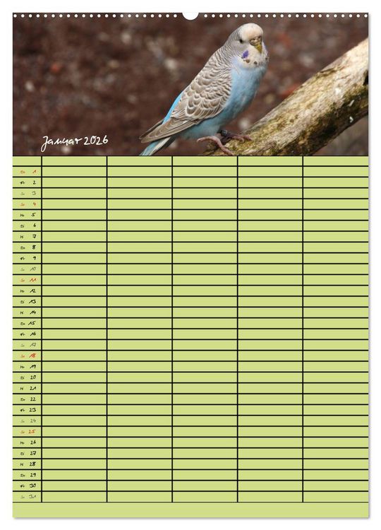 Produktbild: Der Wellensittich-Familienplaner (hochwertiger Premium Wandkalender 2026 DIN A2 hoch), Kunstdruck in Hochglanz