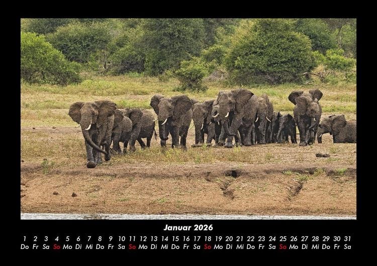Produktbild: Der Elefantenkalender 2026 Fotokalender DIN A3
