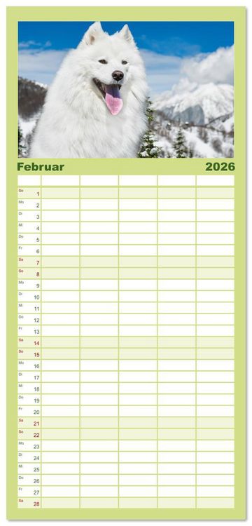 Produktbild: Familienplaner 2026 - Der Samojede - Sch&ouml;nheit des Nordens mit 5 Spalten (Wandkalender, 21 x 45 cm) CALVENDO