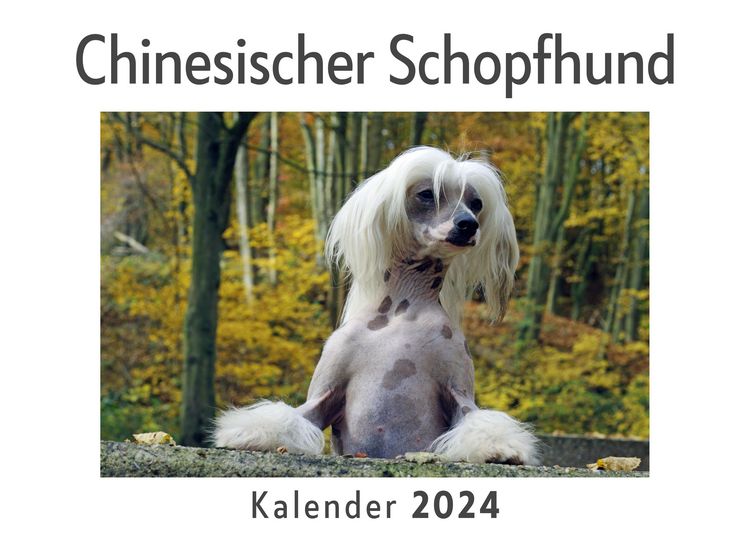 Produktbild: Chinesischer Schopfhund (Wandkalender 2024, Kalender DIN A4 quer, Monatskalender im Querformat mit Kalendarium, Das perfekte Geschenk)