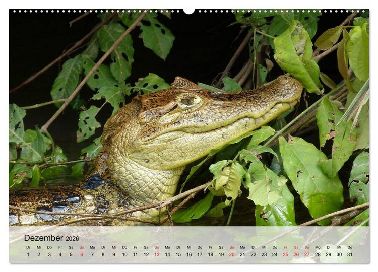 Produktbild: Gro&szlig;e Echsen. Krokodile und Alligatoren (hochwertiger Premium Wandkalender 2026 DIN A2 quer), Kunstdruck in Hochglanz