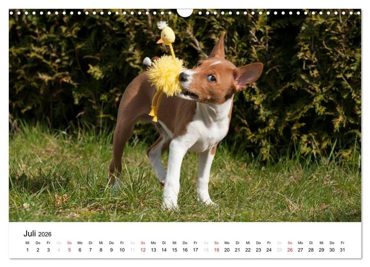 Produktbild: Allerliebste Basenji Welpen 2026 (Wandkalender 2026 DIN A3 quer), CALVENDO Monatskalender