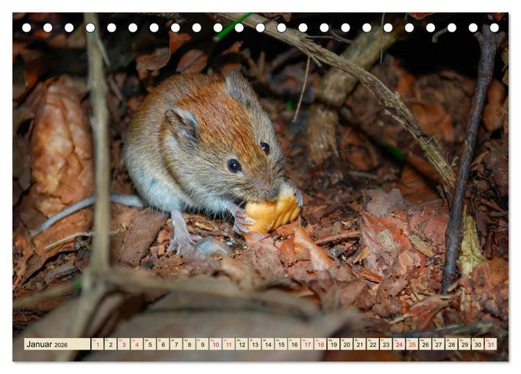 Produktbild: Kleiner Nager - Maus (Tischkalender 2026 DIN A5 quer), CALVENDO Monatskalender