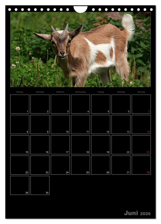 Produktbild: Zwergziegen (Wandkalender 2026 DIN A4 hoch), CALVENDO Monatskalender