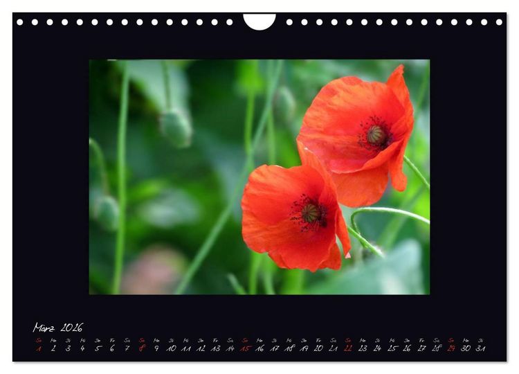 Produktbild: MOHNographie (Wandkalender 2026 DIN A4 quer), CALVENDO Monatskalender