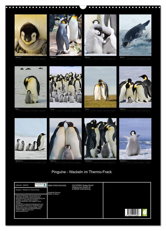 Produktbild: Pinguine - Wackeln im Thermo-Frack (Wandkalender 2026 DIN A2 hoch), CALVENDO Monatskalender