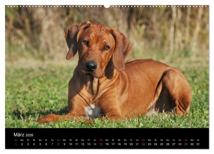 Produktbild: Rhodesian Ridgeback 2026 (hochwertiger Premium Wandkalender 2026 DIN A2 quer), Kunstdruck in Hochglanz