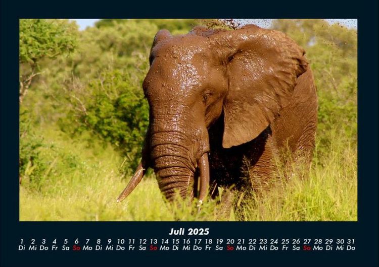 Produktbild: Elefanten - Die sanften Riesen Afrikas 2025 Fotokalender DIN A4
