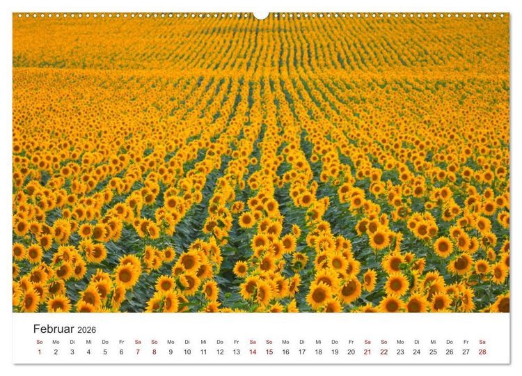 Produktbild: Sonnenblumen - Erstrahlen im freundlichen Gelb. (hochwertiger Premium Wandkalender 2026 DIN A2 quer), Kunstdruck in Hochglanz