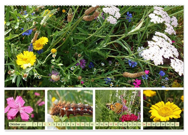 Produktbild: Bl&uuml;tenmeer am Wegesrand (hochwertiger Premium Wandkalender 2026 DIN A2 quer), Kunstdruck in Hochglanz