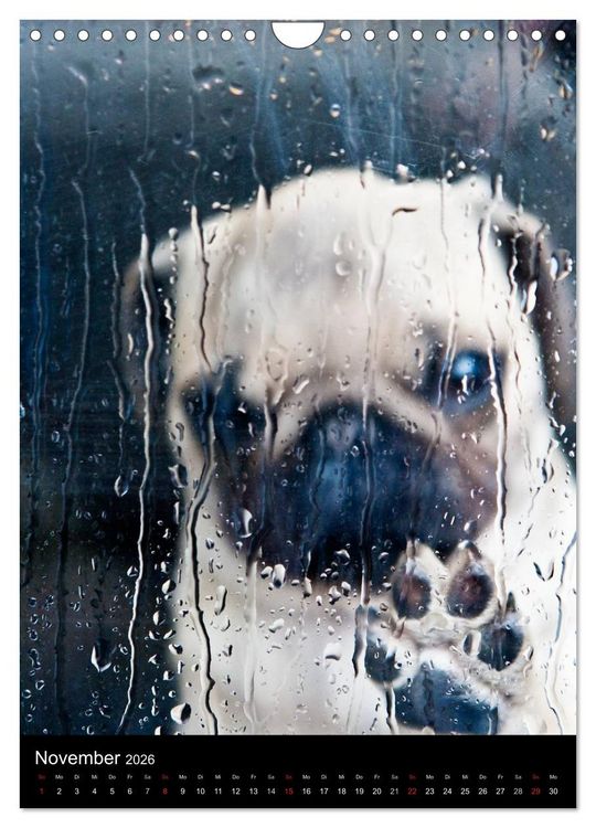 Produktbild: Das Mops-Jahr 2026 (Wandkalender 2026 DIN A4 hoch), CALVENDO Monatskalender