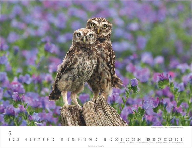 Produktbild: Eulen Kalender 2026