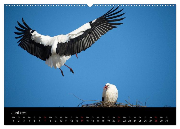Produktbild: Ein Jahr bei den St&ouml;rchen (Wandkalender 2026 DIN A2 quer), CALVENDO Monatskalender