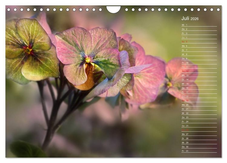 Produktbild: Die Hortensie und ihre vielen Gesichter (Wandkalender 2026 DIN A4 quer), CALVENDO Monatskalender