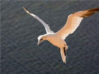 Produktbild: CALVENDO Puzzle Basst&ouml;lpel im Flug | 1000 Teile Lege-Gr&ouml;&szlig;e 64 &times; 48 cm Foto-Puzzle f&uuml;r gl&uuml;ckliche Stunden