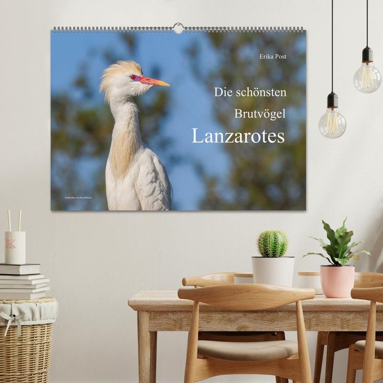 Produktbild: Die sch&ouml;nsten Brutv&ouml;gel Lanzarotes (Wandkalender 2027 DIN A2 quer), CALVENDO Monatskalender
