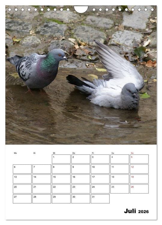 Produktbild: Tauben Terminplaner (Wandkalender 2026 DIN A4 hoch), CALVENDO Monatskalender