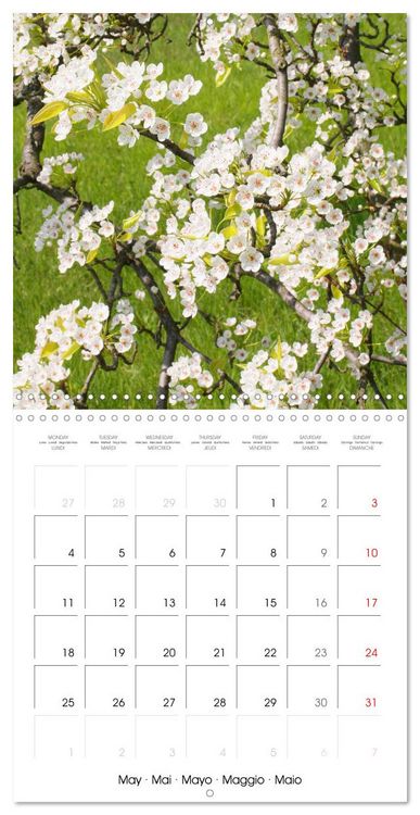 Produktbild: Arbres et arbustes la floraison (Calendrier mural carr&eacute; 2026 30x30 cm) Calendrier double avec une page pour vos prises de notes