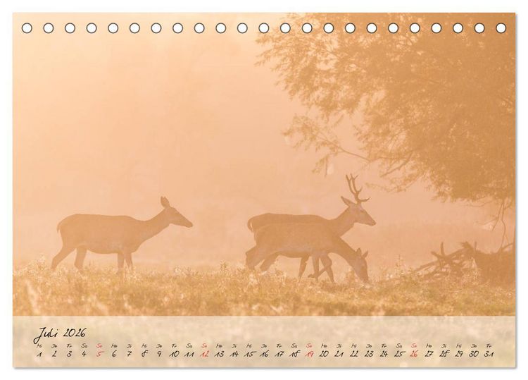 Produktbild: Rotwild - im Naturparadies der Mecklenburgischen Seenplatte (Tischkalender 2026 DIN A5 quer), CALVENDO Monatskalender
