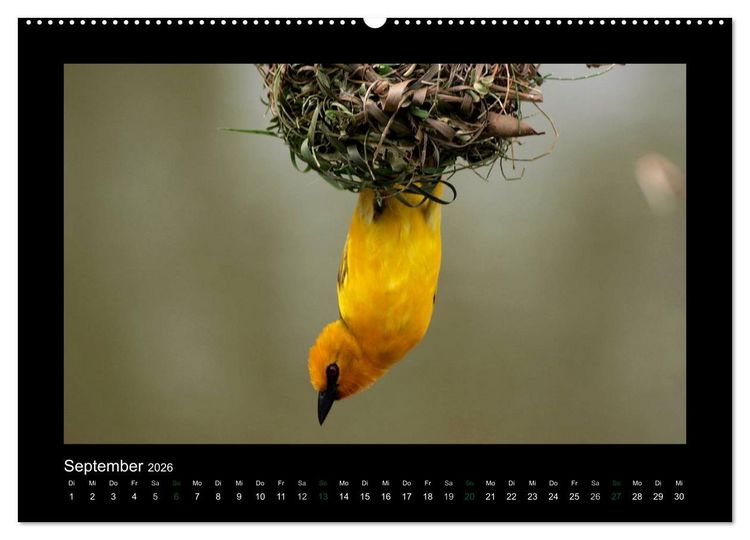 Produktbild: Wilde Tiere Afrikas (Wandkalender 2026 DIN A2 quer), CALVENDO Monatskalender