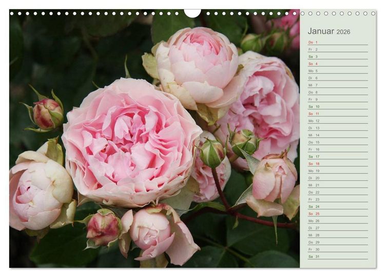 Produktbild: Rosen, Rosen ... arrangiert und am Strauch (Wandkalender 2026 DIN A3 quer), CALVENDO Monatskalender