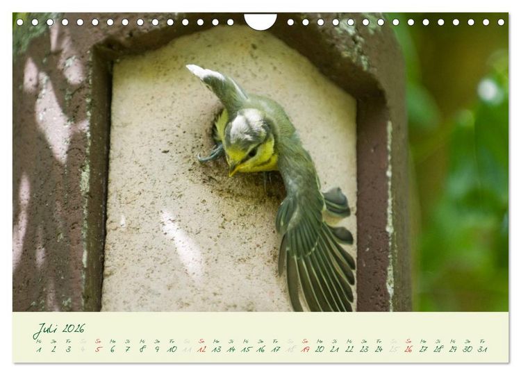 Produktbild: Elternzeit - das Familienleben der Blaumeisen (Wandkalender 2026 DIN A4 quer), CALVENDO Monatskalender