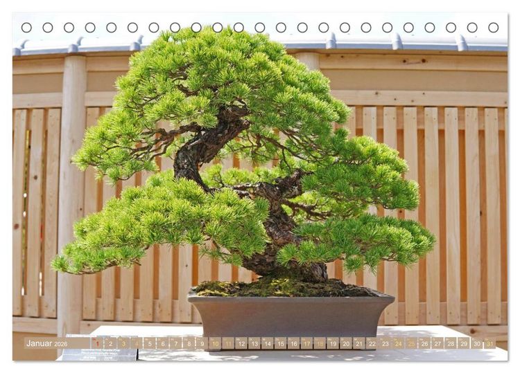 Produktbild: Gartenkunst aus Japan: Bonsai (Tischkalender 2026 DIN A5 quer), CALVENDO Monatskalender