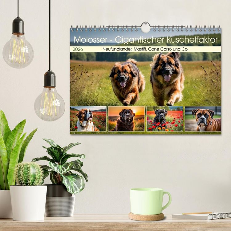 Produktbild: Molosser - Gigantischer Kuschelfaktor (Wandkalender 2026 DIN A4 quer), CALVENDO Monatskalender