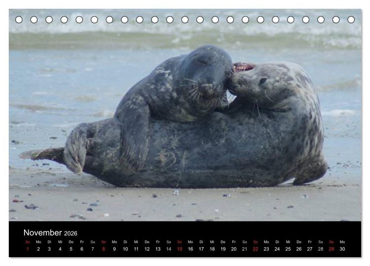 Produktbild: Verspielte Robben (Tischkalender 2026 DIN A5 quer), CALVENDO Monatskalender