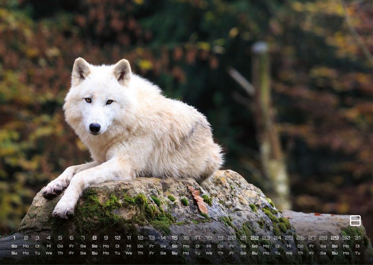 Produktbild: Wolf &ndash; Im Schatten des Waldes - 2027 - Kalender DIN A3