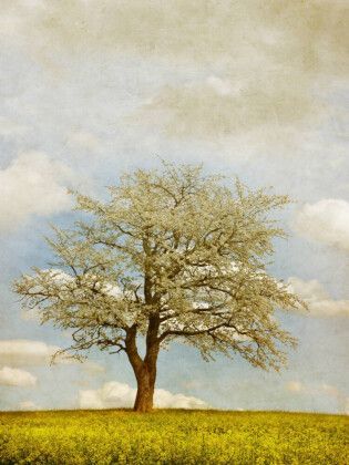 Produktbild: CALVENDO Puzzle Fr&uuml;hlingserwachen | 1000 Teile Lege-Gr&ouml;&szlig;e 64x48cm Foto-Puzzle f&uuml;r gl&uuml;ckliche Stunden