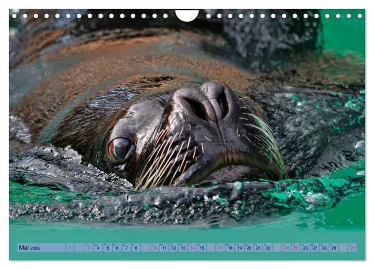 Produktbild: Robben - &uuml;berall zuhause (Wandkalender 2026 DIN A4 quer), CALVENDO Monatskalender