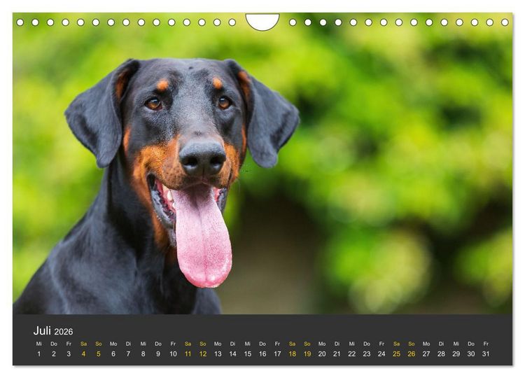 Produktbild: Dobermann 2026 (Wandkalender 2026 DIN A4 quer), CALVENDO Monatskalender